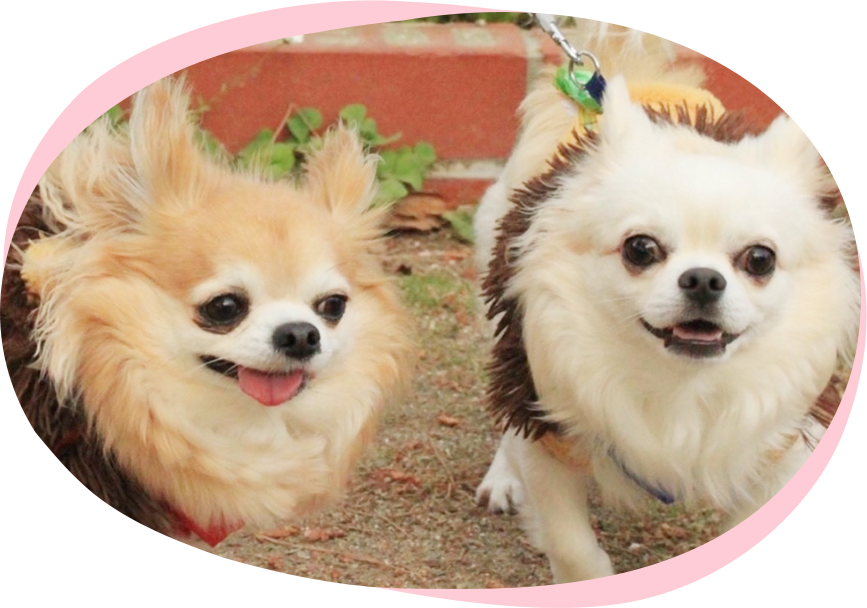 里親募集 FOSTER PARENTS