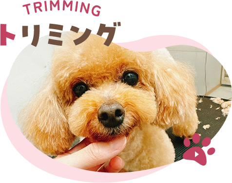 TRIMMING トリミング