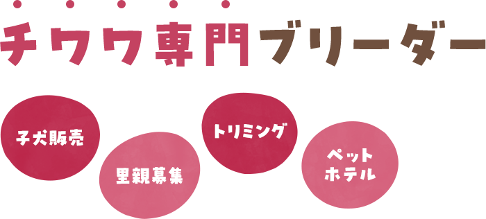 チワワ専門ブリーダー