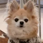 チワワ専門犬舎Happy ❤️Wan