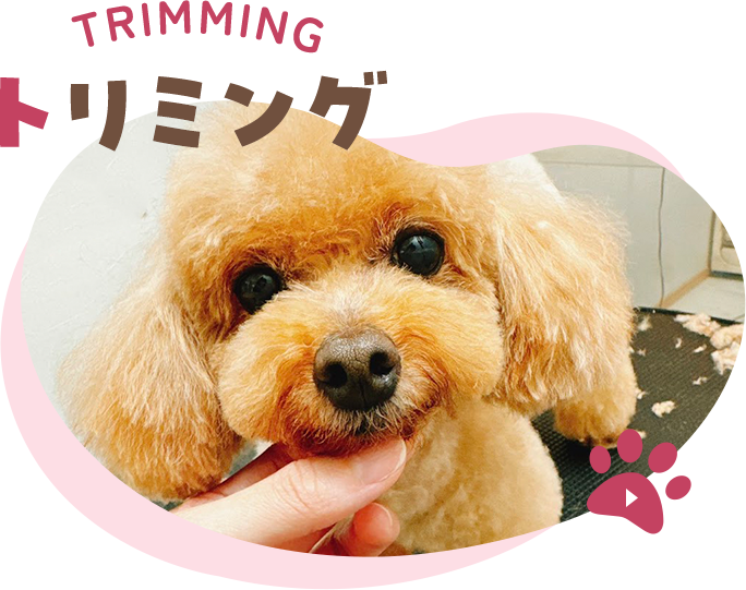 TRIMMING トリミング