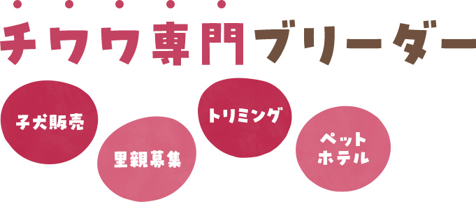 チワワ専門ブリーダー